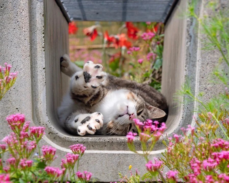春暖花开特别爱在花树下睡觉的猫咪图片
