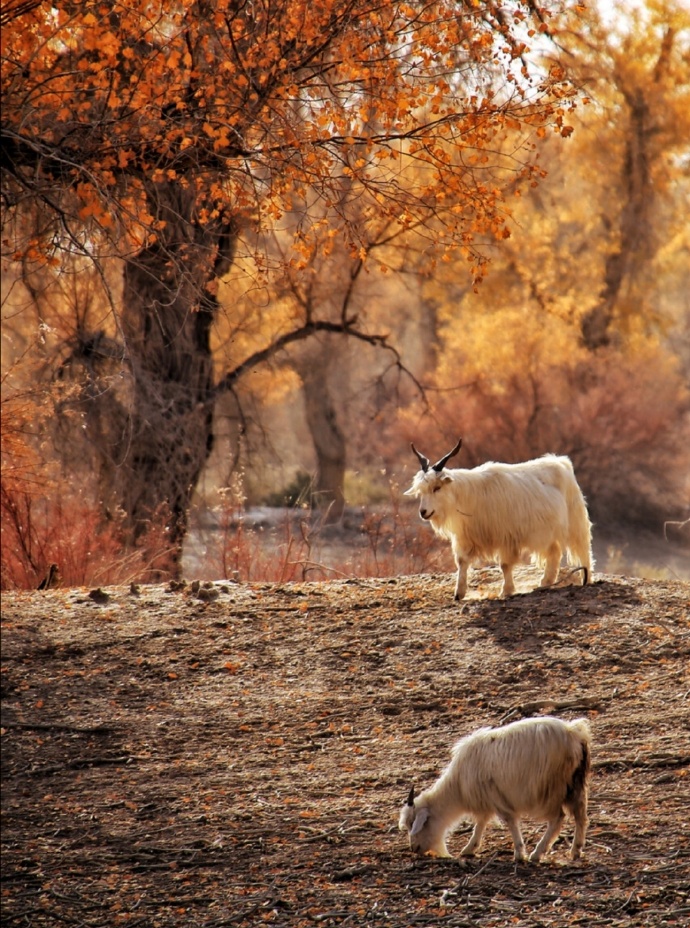 一组秋天里的羊群图片