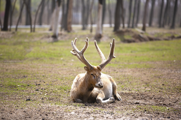 自然保护区里面无忧无虑的麋鹿群图片