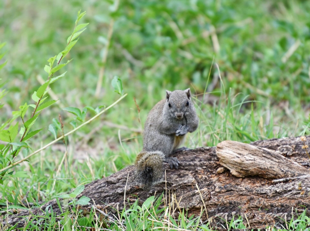 草地上觅食的松鼠图片
