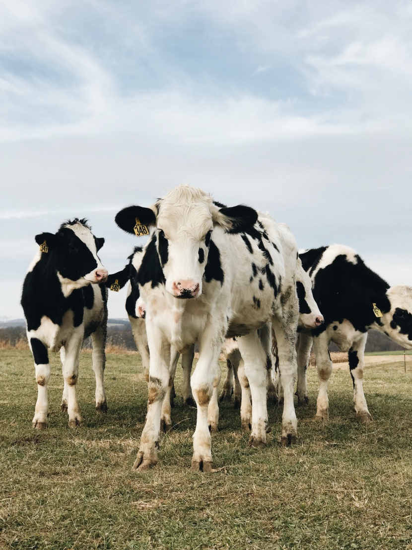 草地上适应能力极强的奶牛图片
