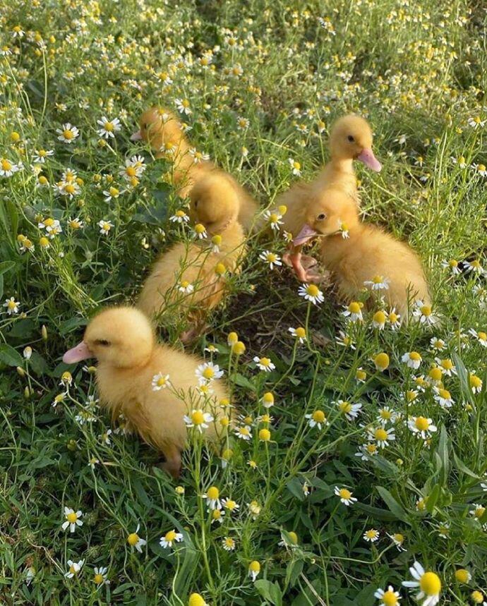 一组可爱的黄色小鸭子图片
