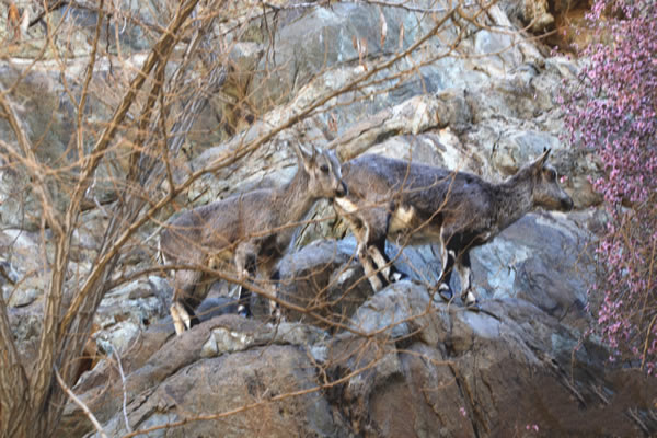 国家二级重点保护动物野生岩羊图片