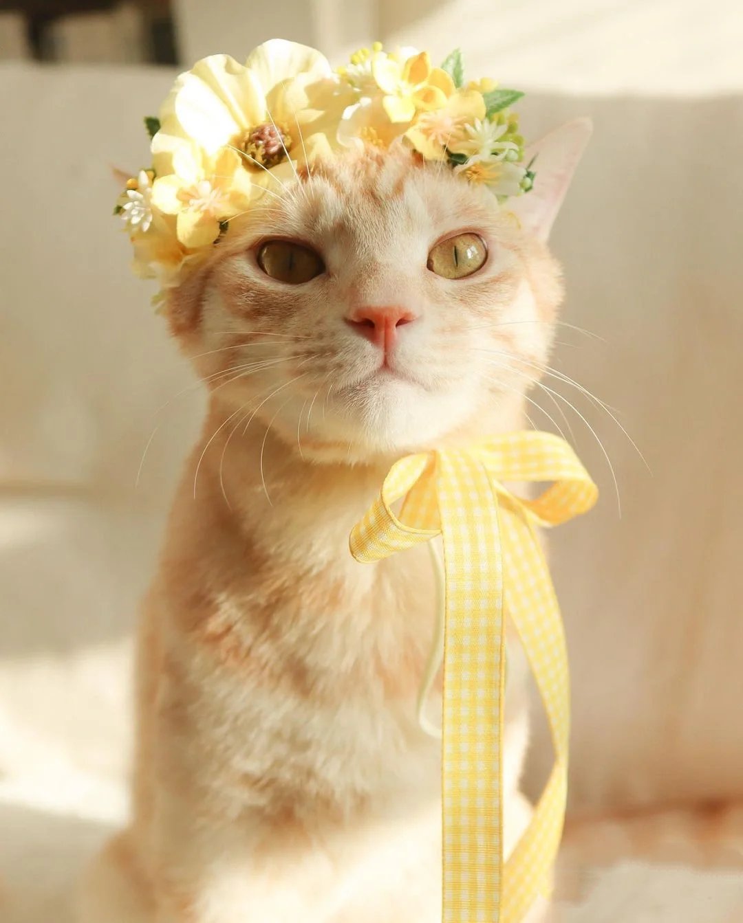 一组头顶明亮鲜花的温柔橘色猫咪图片