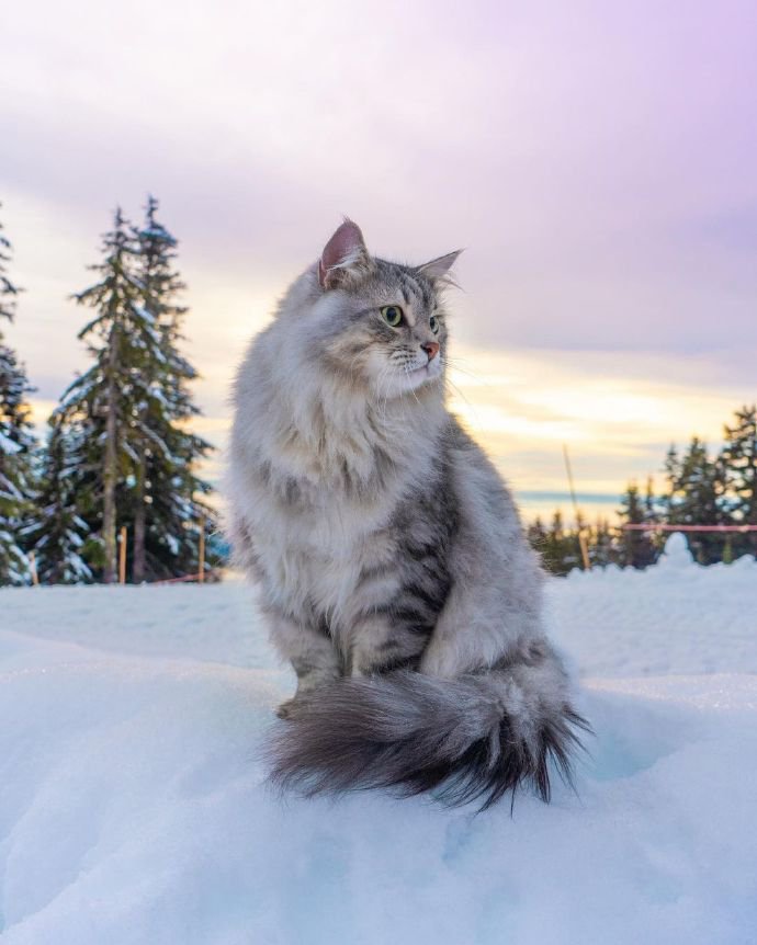 来自雪国的精灵猫猫