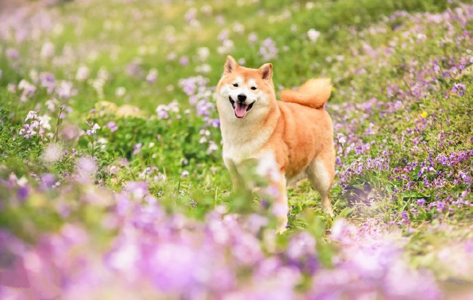 春天花丛里的柴犬摄影图片