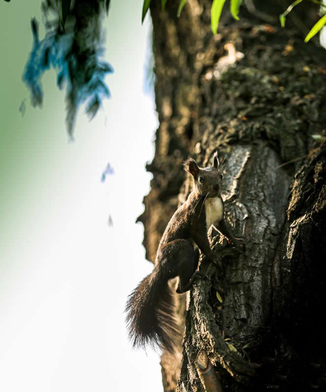树影婆娑斑驳光影下飞快奔跑的松鼠图片