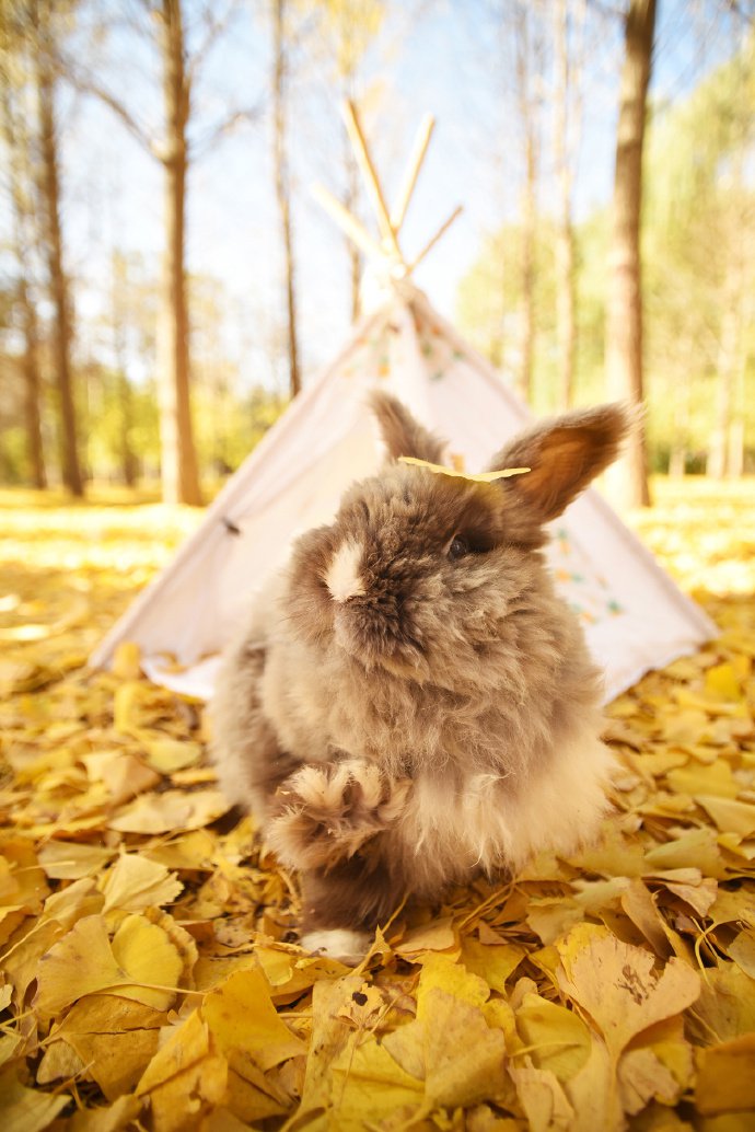 一组银杏树下的兔子摄影图片