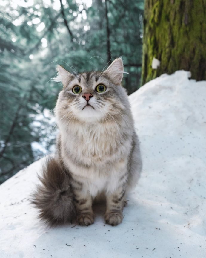 来自雪国的精灵猫猫
