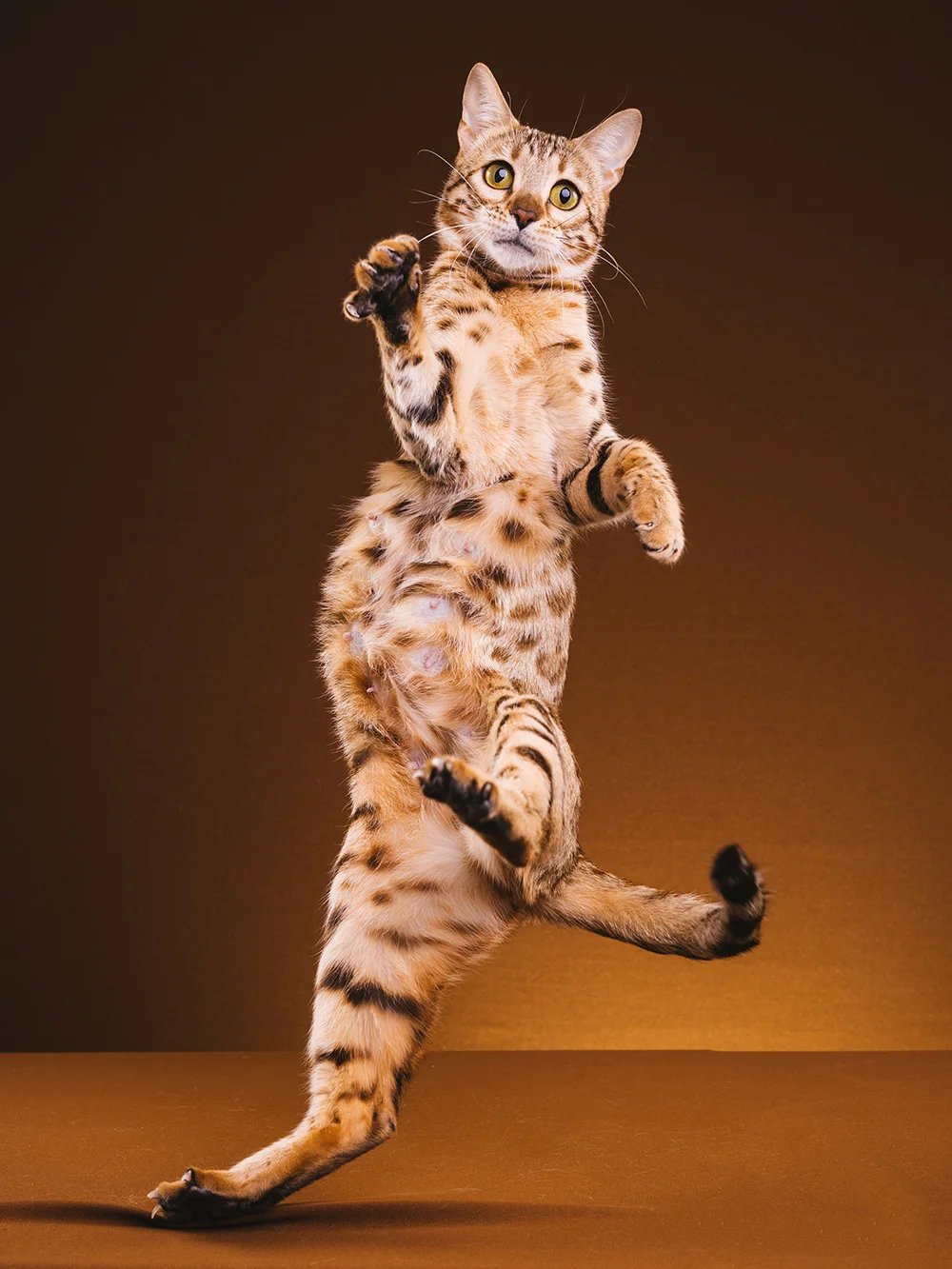 爱运动富有活力的灵动孟加拉豹猫图片