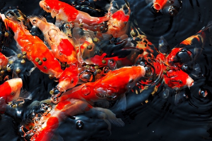 一组漂亮的红色锦鲤摄影图片