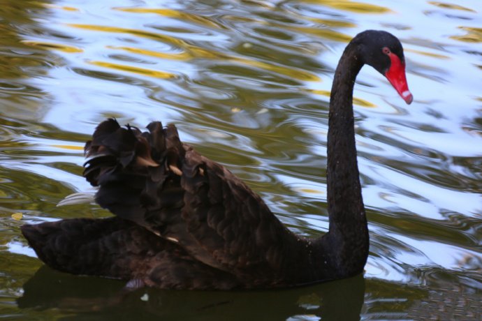 金色池塘中的黑天鹅图片
