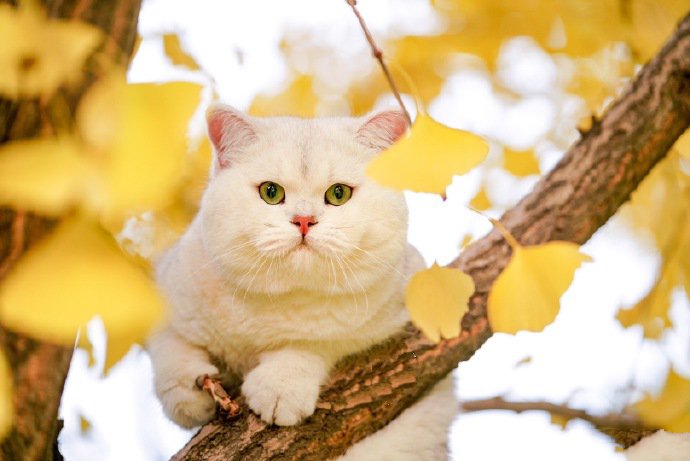 银杏树上的白色猫咪图片