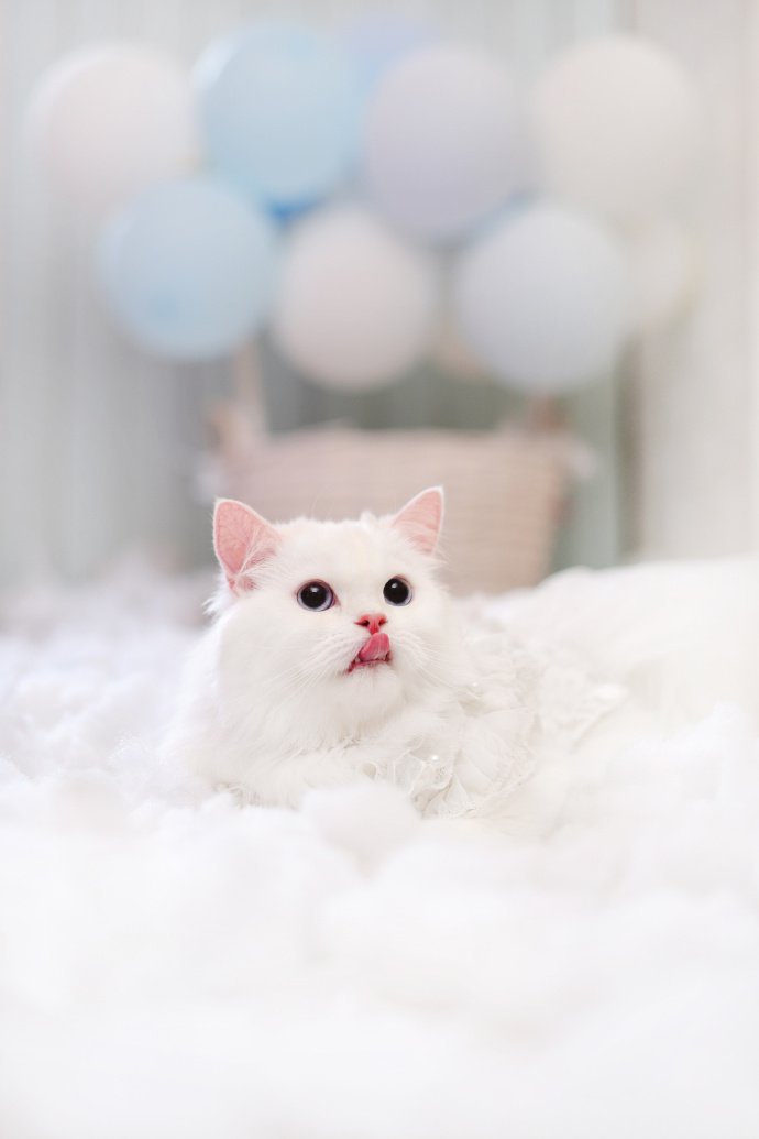 一只貌美的白色猫咪图片