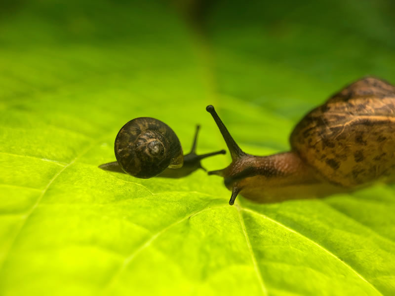 蜗牛妈妈带小蜗牛旅行世界的图片