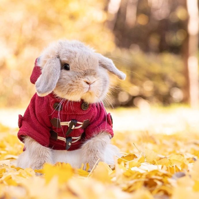 秋日里的侦探兔兔图片
