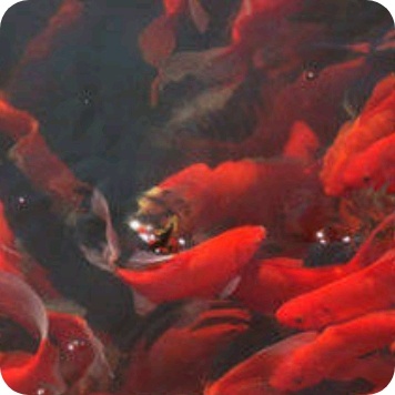 一组火红的锦鲤图片