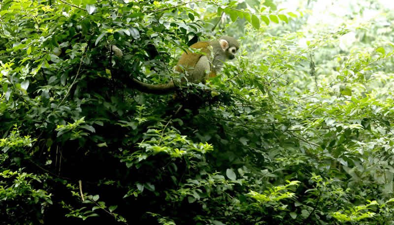 灌木丛中活泼可爱的松鼠猴图片