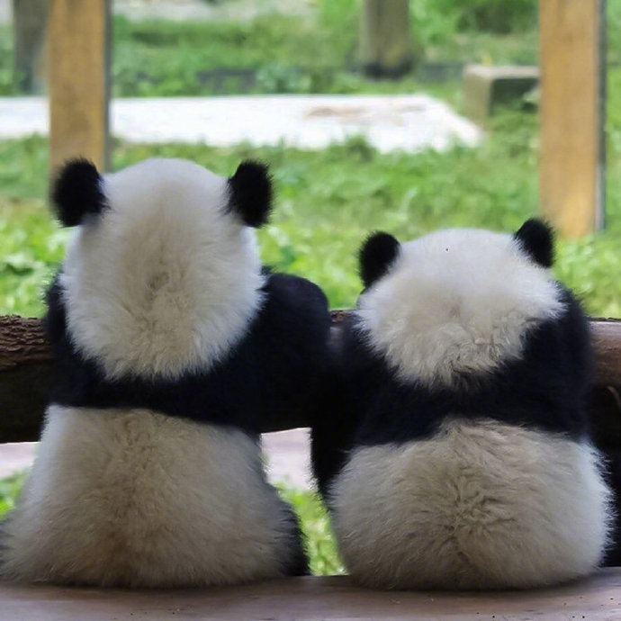 一群糯米团子的可爱熊猫宝宝图片
