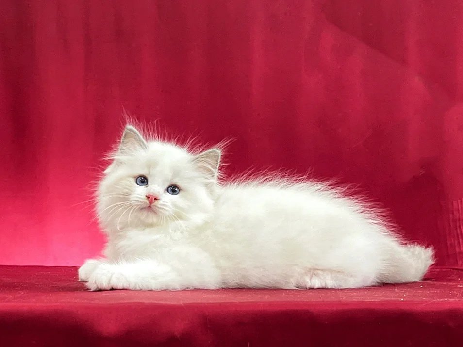 一组性格温柔毛色纯正的粘人布偶猫图片