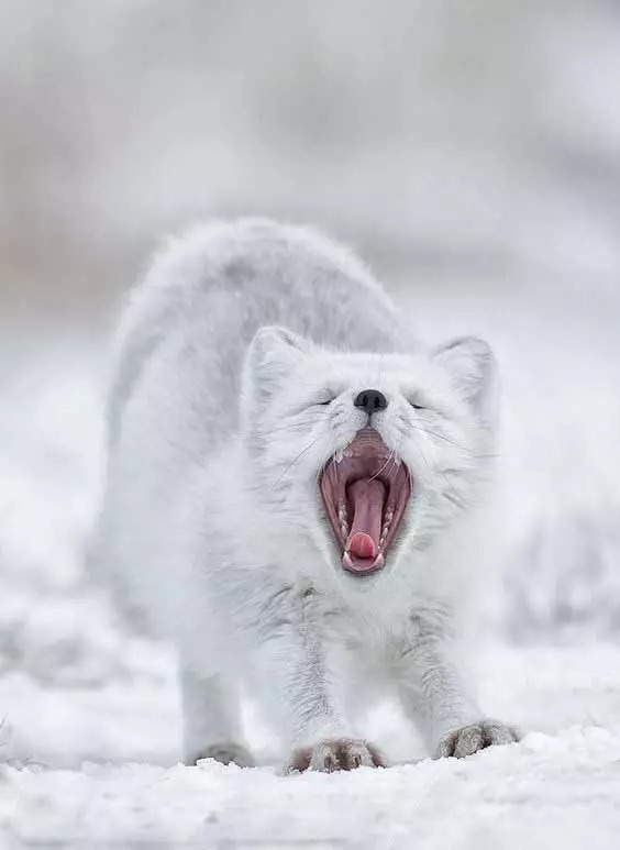 一组寒冷冰原上的雪白北极狐图片