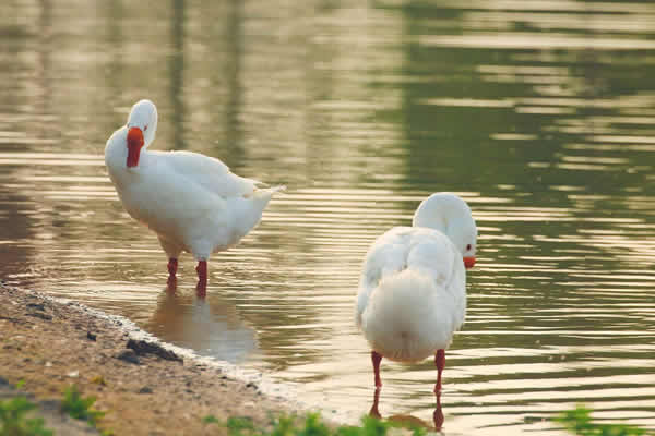 清澈的河水里嬉戏的大白鹅图片