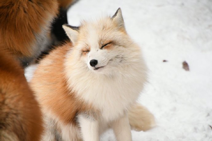 一组茶金色的狐狸图片