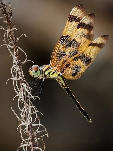 五彩斑斓非常亮眼立在枝头的蜻蜓图片