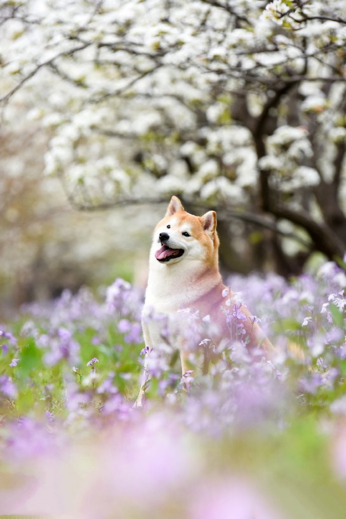 春天花丛里的柴犬摄影图片