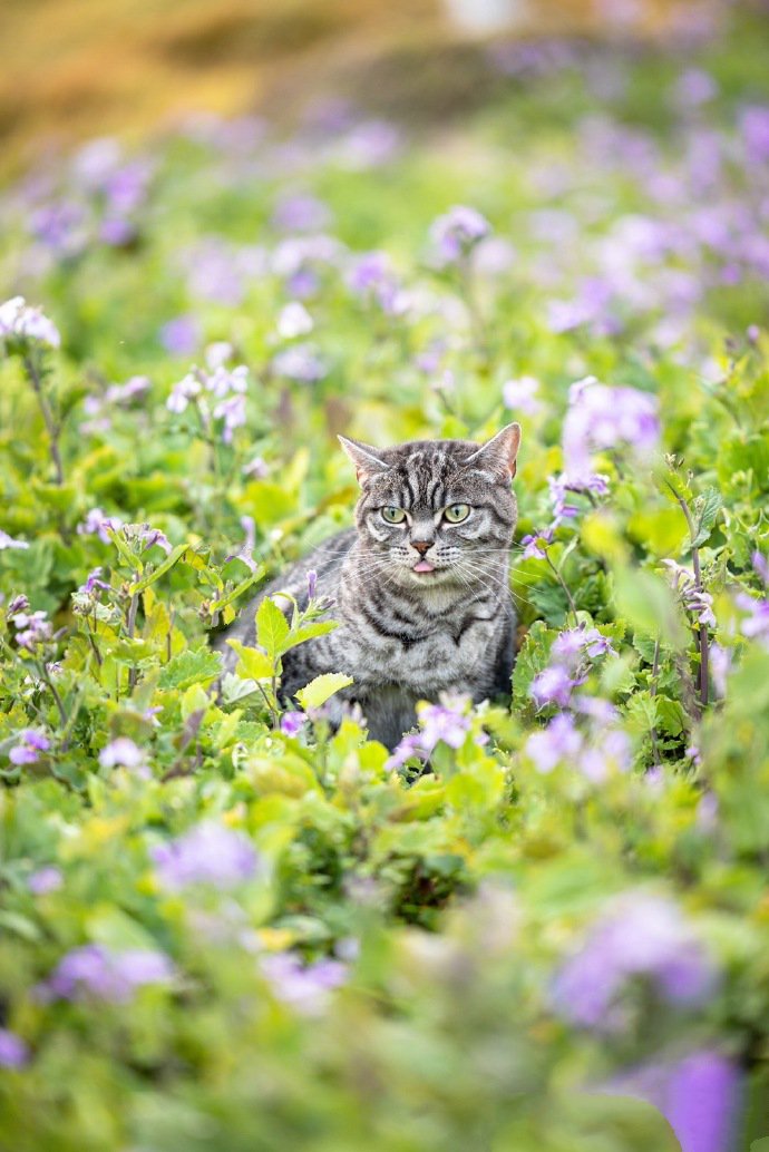 紫色花海里的猫咪唯美写真图片