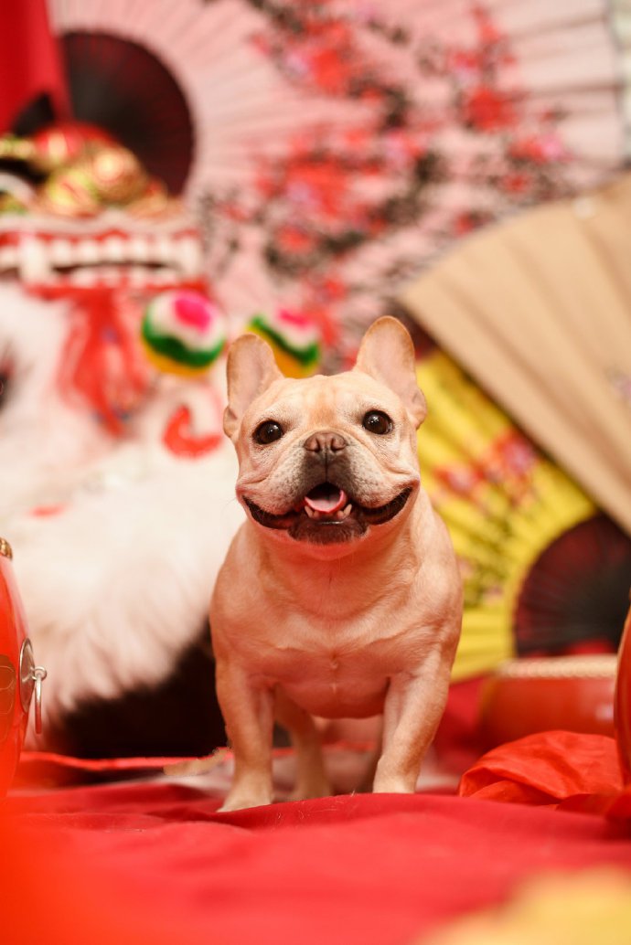 一组红色喜庆的狗狗摄影图片