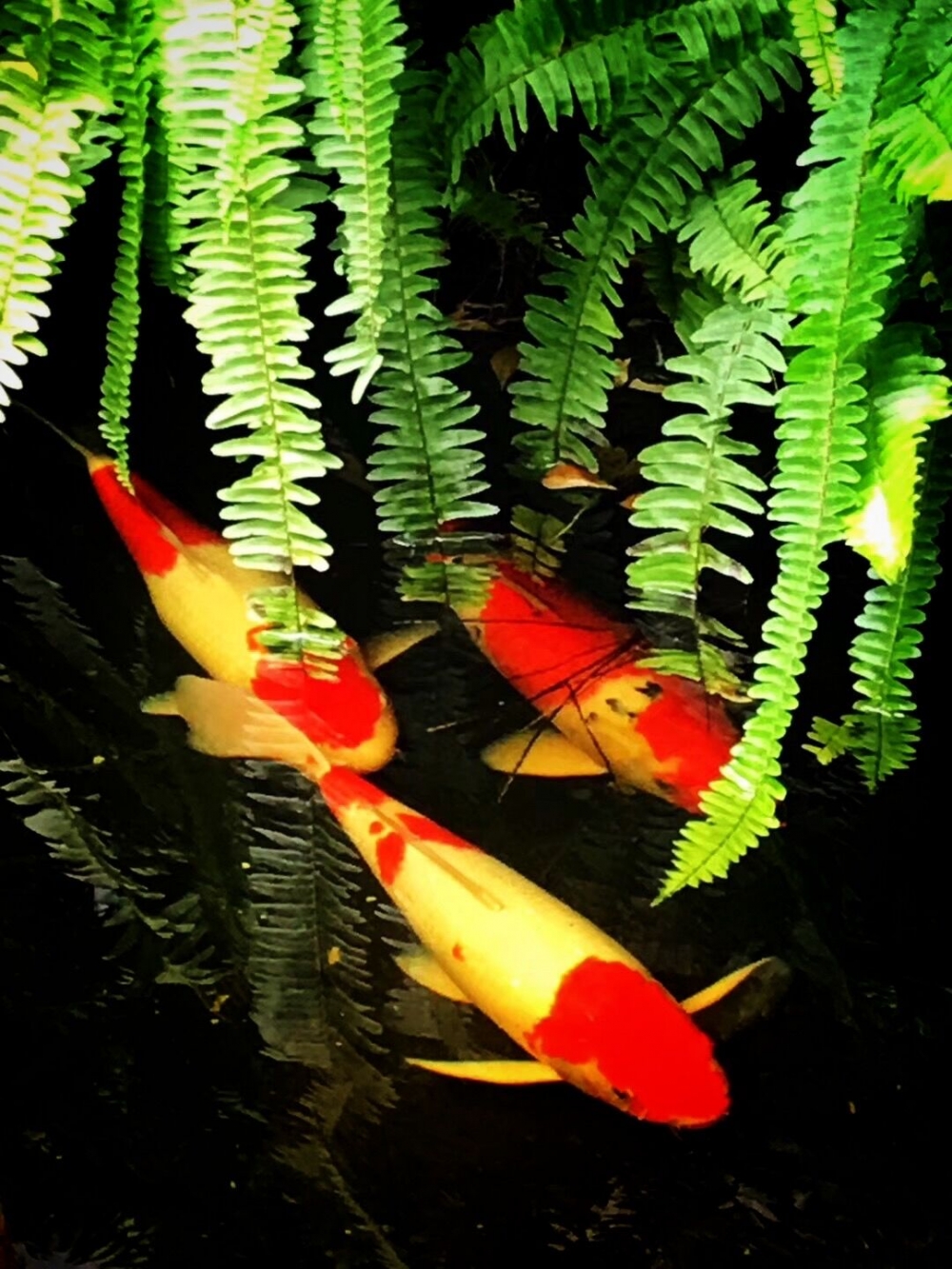 一组漂亮红火的锦鲤图片