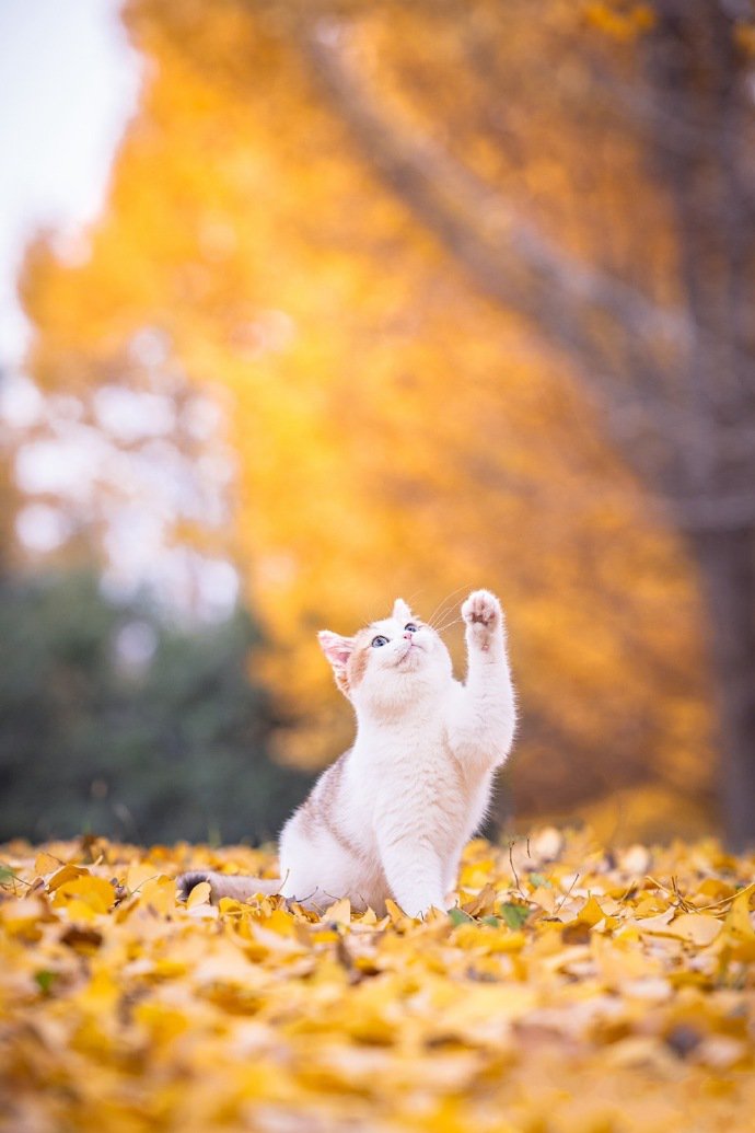举手投足都萌萌哒的小猫咪图片