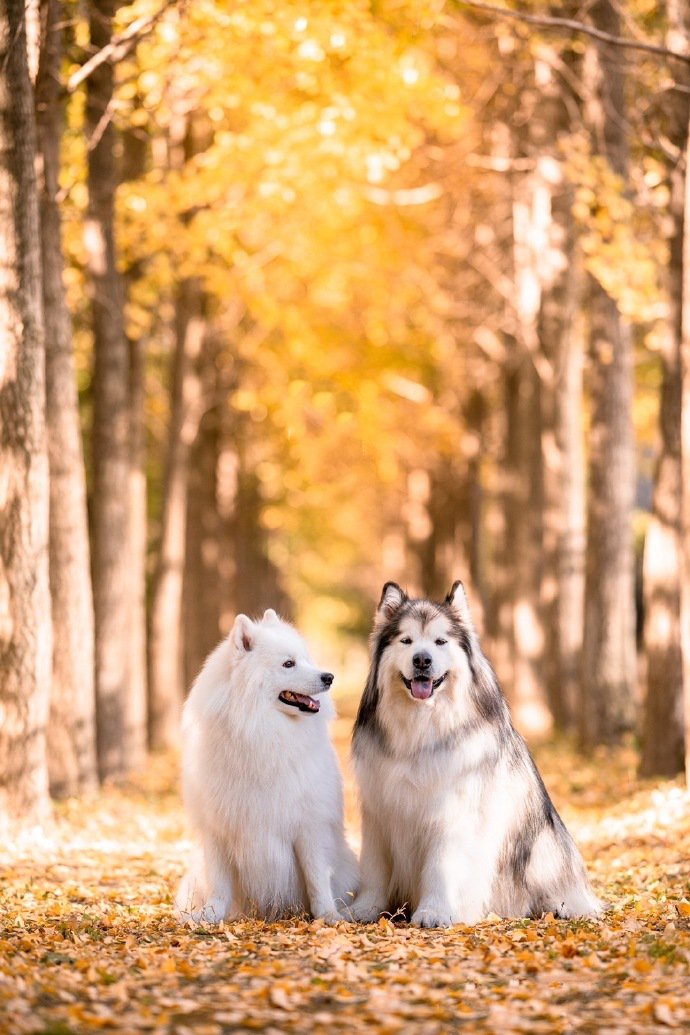 狗狗们秋天的第一张照片