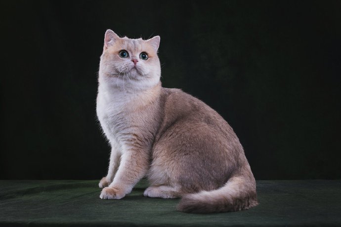 胖嘟嘟的蓝金渐层猫猫图片