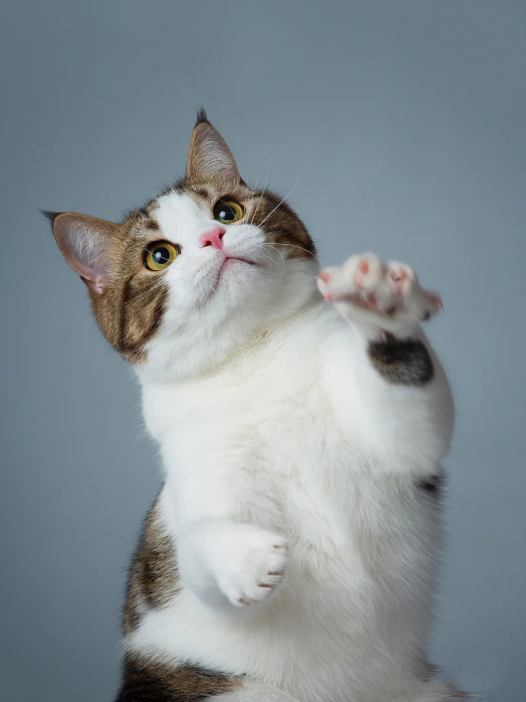一只聪明伶俐的金虎斑加白的美短猫咪图片