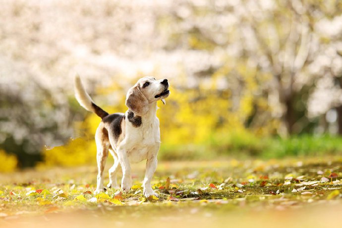 一只叫秋天的小狗摄影图片