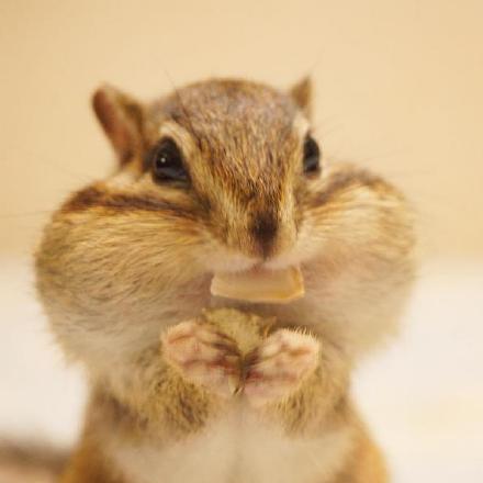 一只非常能吃的花栗鼠图片