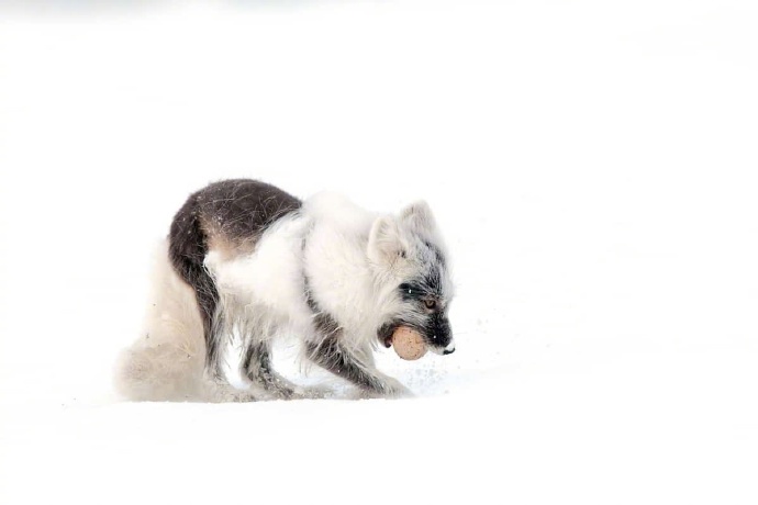 北极狐的毛色会随着季节的变化而改变