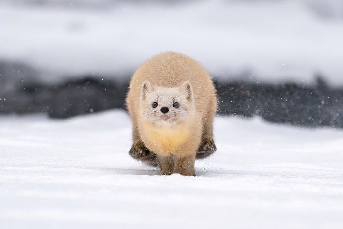 雪中奔跑的貂貂