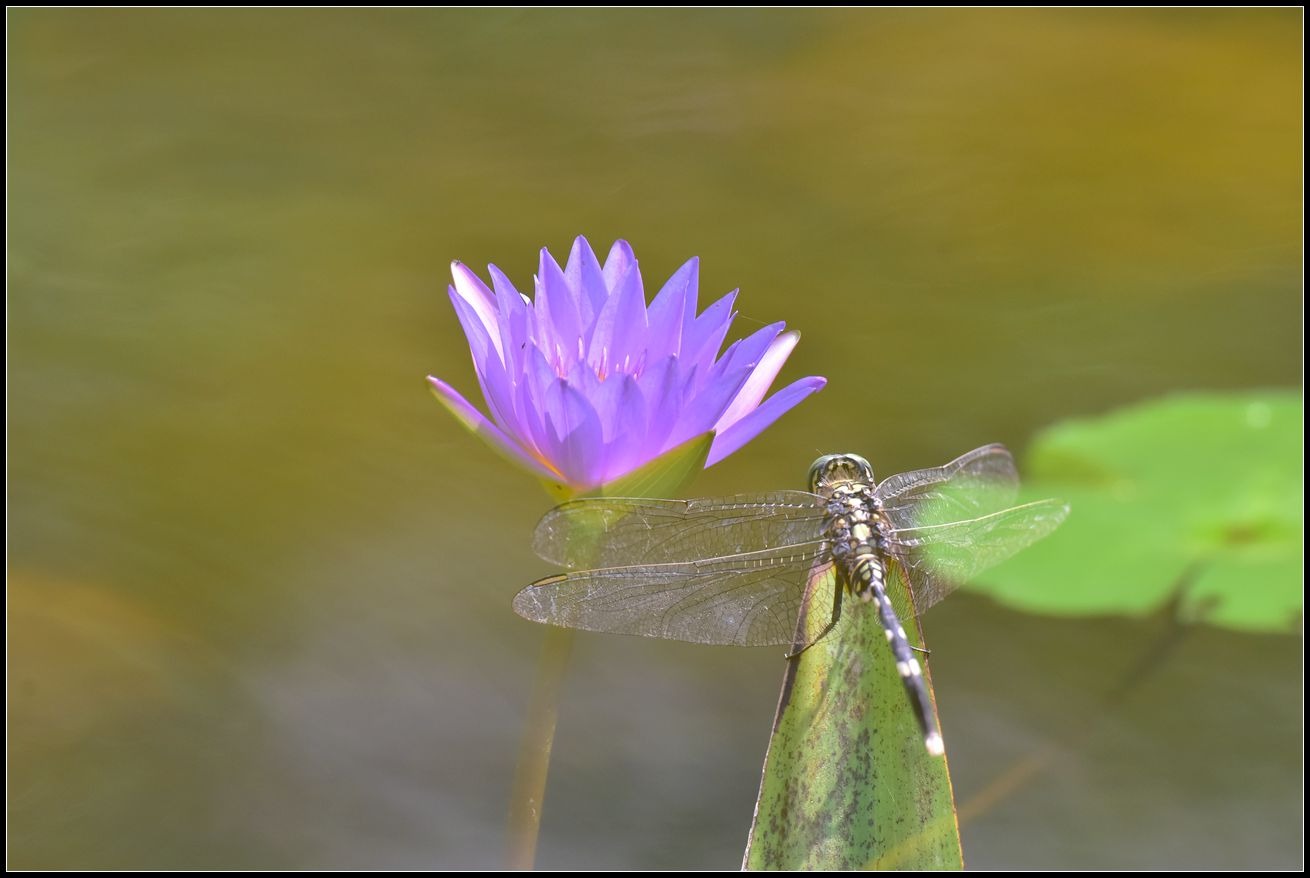 睡莲上停下脚步欣赏美景的蜻蜓图片