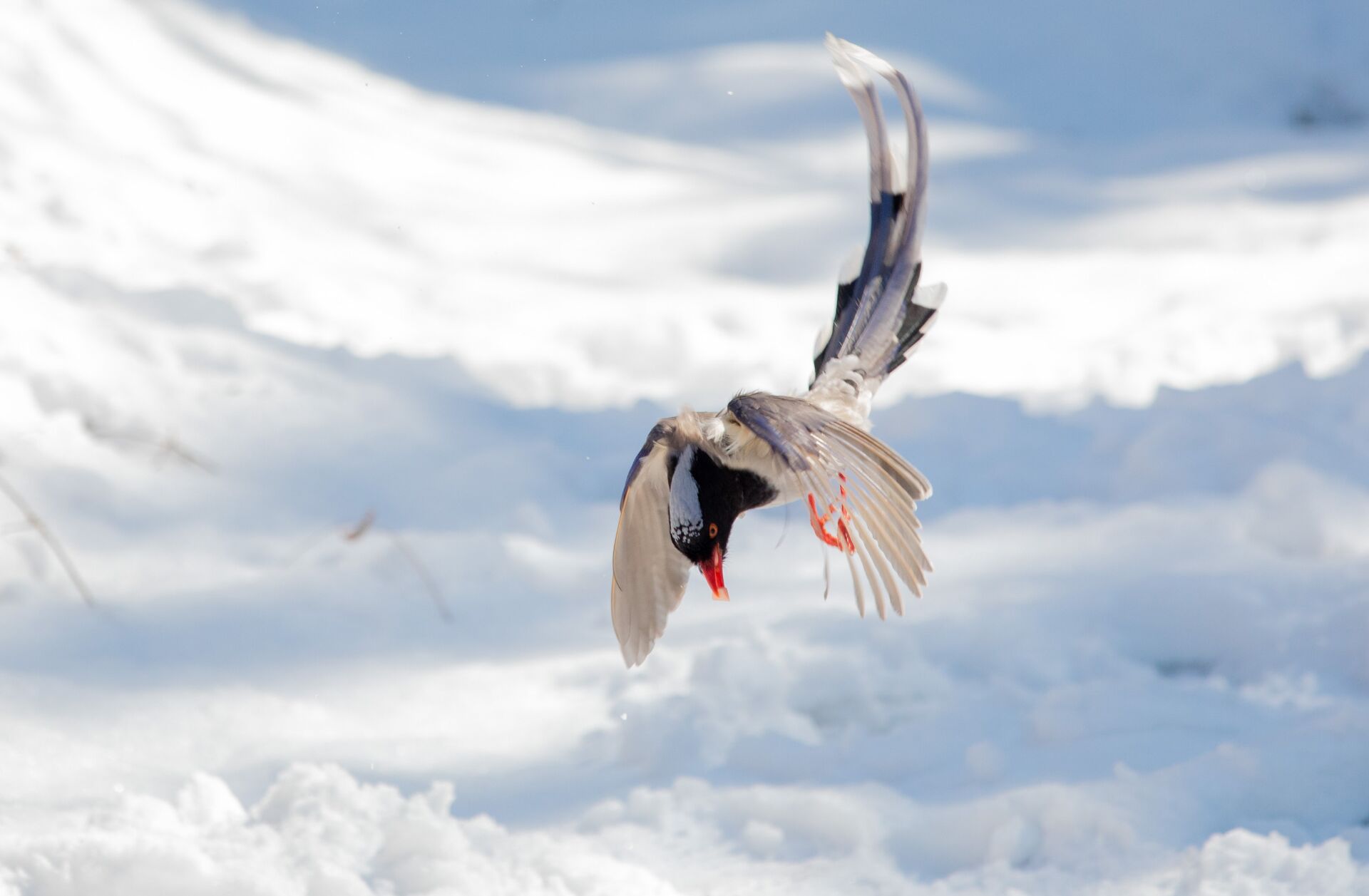 大雪中的红嘴蓝鹊图片