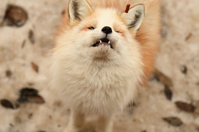 一组茶金色的狐狸图片