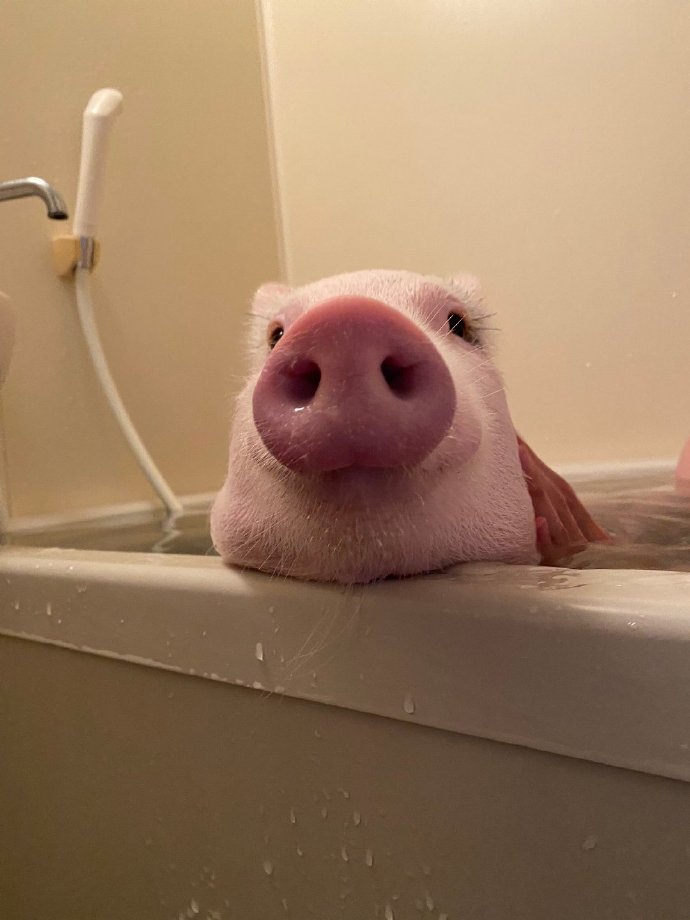 有眉毛，鼻头粉嫩，爱洗澡的猪猪