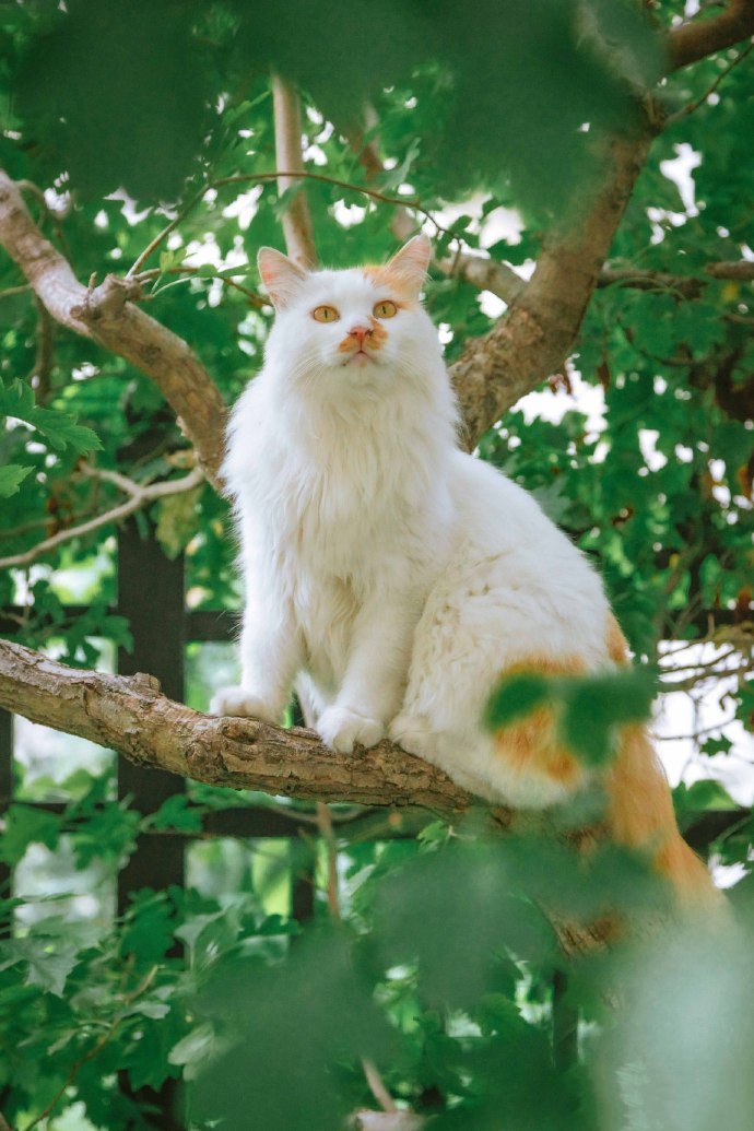 山楂树上玩耍的猫咪图片