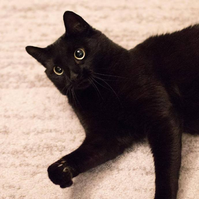 一组可爱的黑色猫咪图片