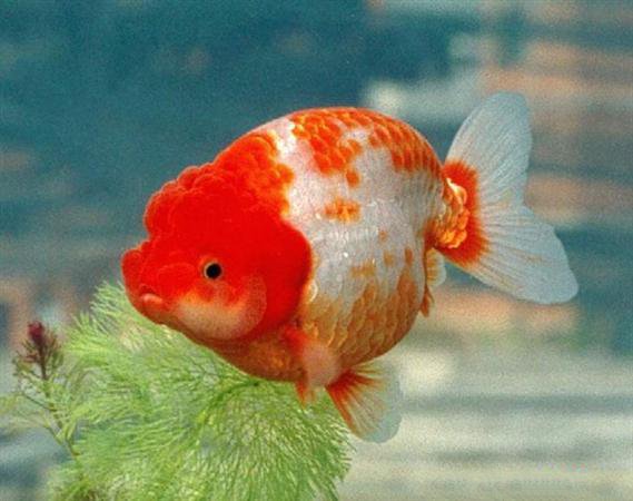 体型美观的兰寿金鱼图片