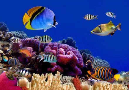 一组色彩斑斓的热带鱼图片