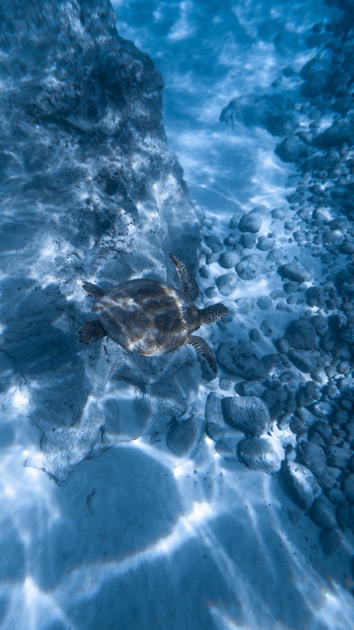 在深海里自在遨游的海龟图片