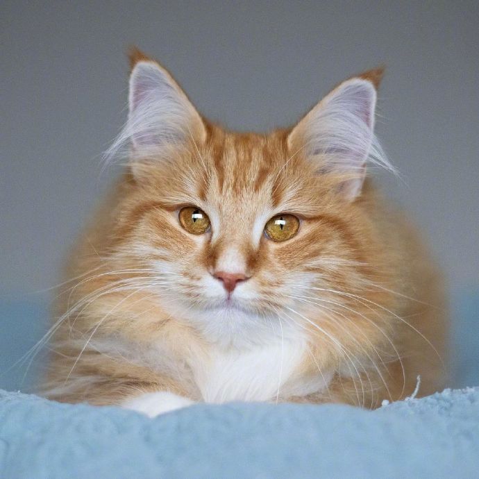 一组橘色的缅因猫图片